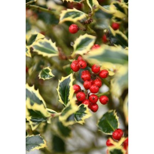 Agrifoglio con bacche rosse e foglie verde-gialle.