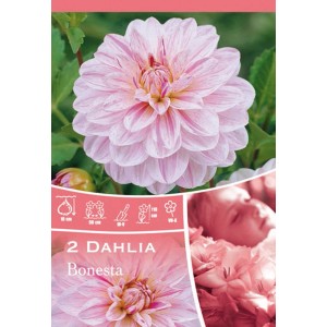 Dalia Bonesta rosa e bianca, dalia decorativa bicolore per aiuole e bordure.