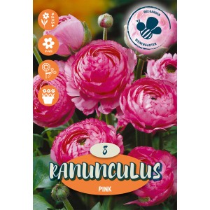 Bulbi di ranuncolo rosa per giardini estivi o vasi.