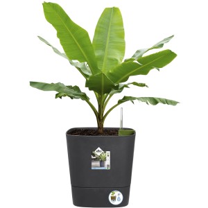 Vaso per piante quadrato Elho Greensense Aqua Care, 38 cm, grigio antracite con pianta di banana.