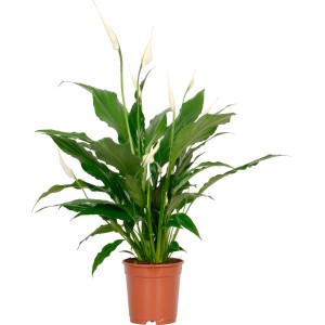 Spatifillo (Spathiphyllum) in vaso marrone, diametro vaso circa 13 cm.