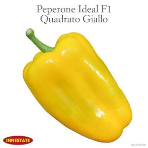 Peperone giallo 'Ideal F1 Quadrato Giallo', una pianta da orto per il giardino.