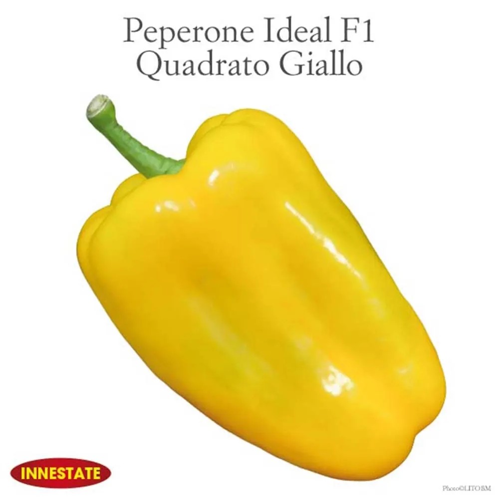 Pepper Chilli "Peperone Quadrato D' Asti Giallo" Seeds By Hortus - Buy Online In - Foto 10