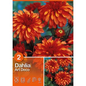 Dettaglio di Dahlia Art Deco arancione. Bulbo estivo per aiuole e vasi.