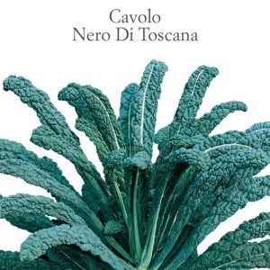 Primo piano di cavolo nero (Nero di Toscana) con lunghe foglie verde scuro.