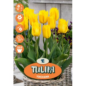 Bulbi di tulipano giallo 'Triumph Yokohama', 10 pezzi in vaso.