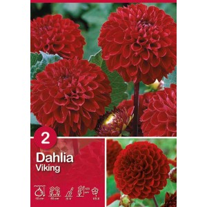 Dalia Viking rosso scuro, fiori a pompon, ideale per aiuole e bordure.