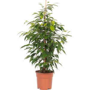 Ficus benjamina in vaso, ca. 17 cm Ø, con bastoncino di supporto. Pianta d'appartamento decorativa.