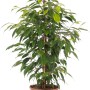 Ficus benjamina in vaso, ca. 17 cm Ø, con bastoncino di supporto. Pianta d'appartamento decorativa.