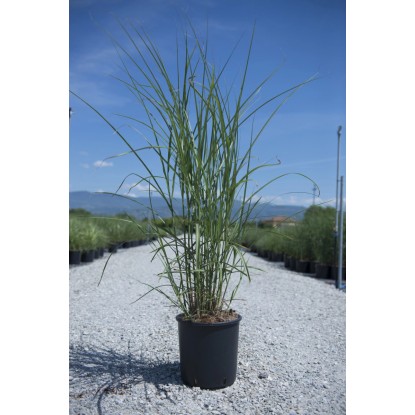 Miscanthus sinensis "Kleine Fontaine"