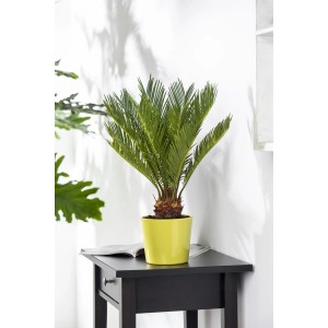 GROW by OBI Palmfarn (Cycas Revoluta), circa 45 cm di altezza, in vaso giallo su un tavolo nero.