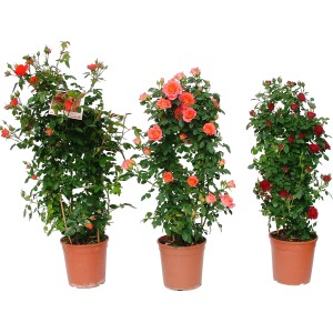 Tre diverse rose rampicanti in vaso con fiori rossi, rosa e arancioni.