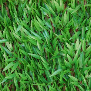 Dettaglio delle foglie verdi di un'arella t.b.t. come frangivista.