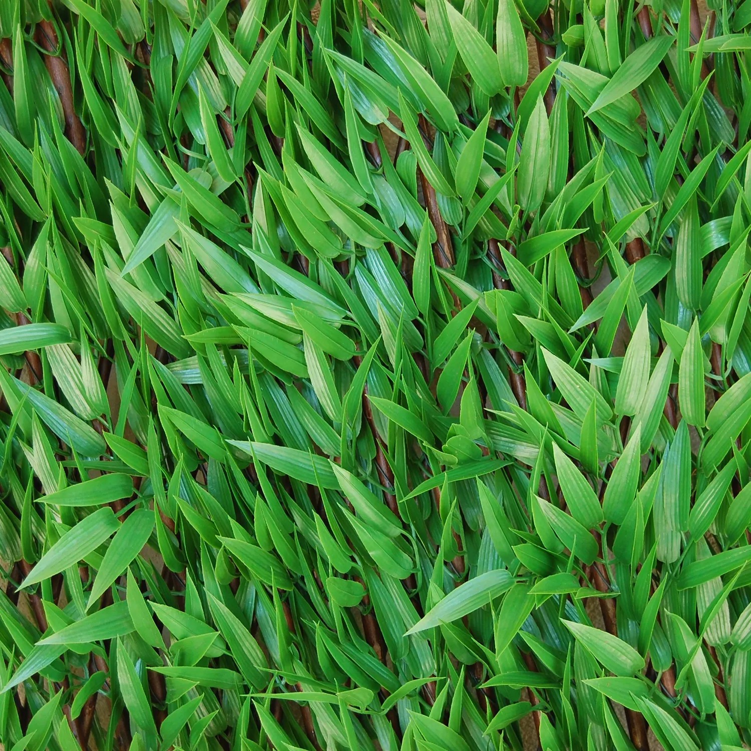 Dettaglio delle foglie verdi di un'arella t.b.t. come frangivista.