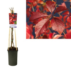 Giovane pianta di vite americana (Parthenocissus) in vaso con supporto, foglie rosse.