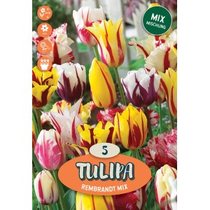 Tulipani Rembrandt Mix: Bulbi da fiore in vari colori e motivi.