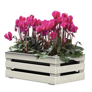 t.b.t. fioriera da esterno con ciclamini rosa.