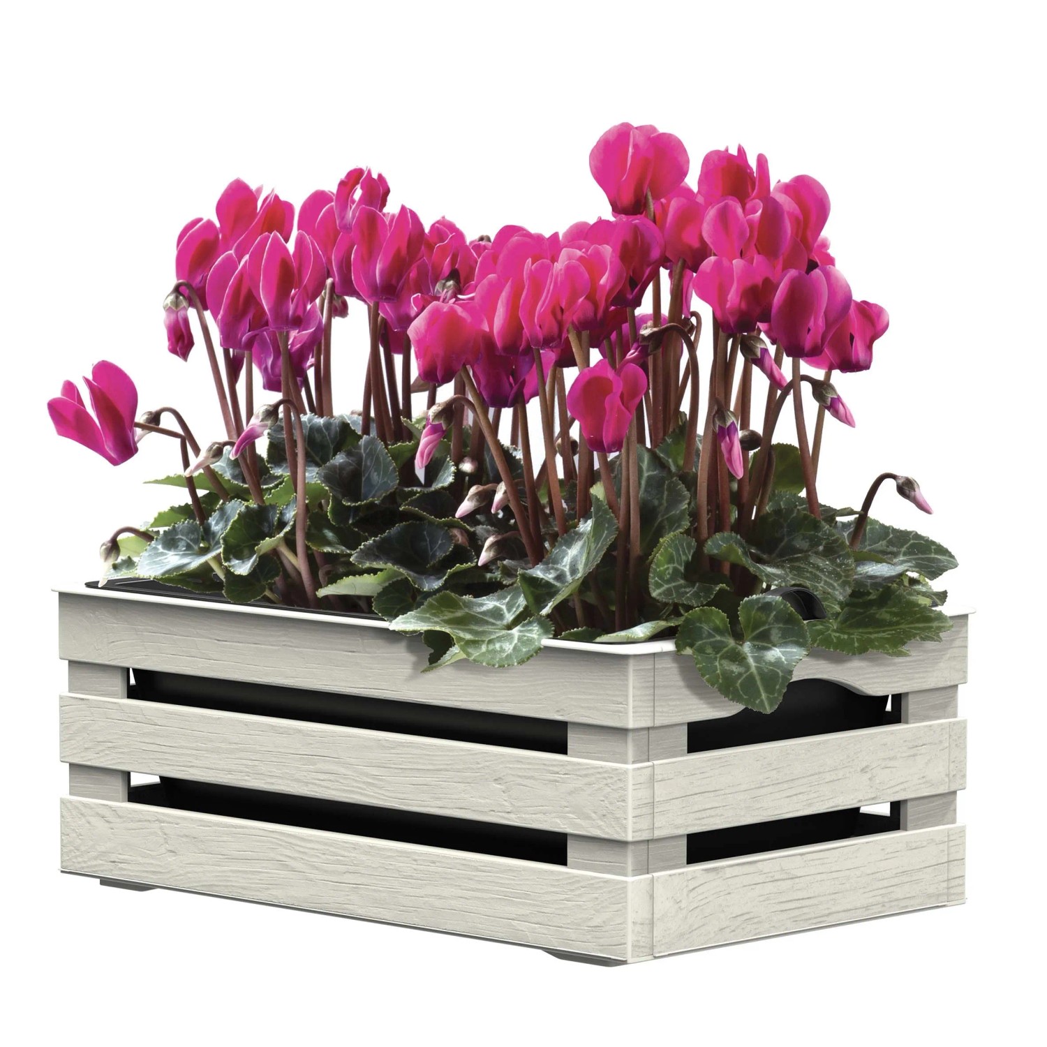 t.b.t. fioriera da esterno con ciclamini rosa.