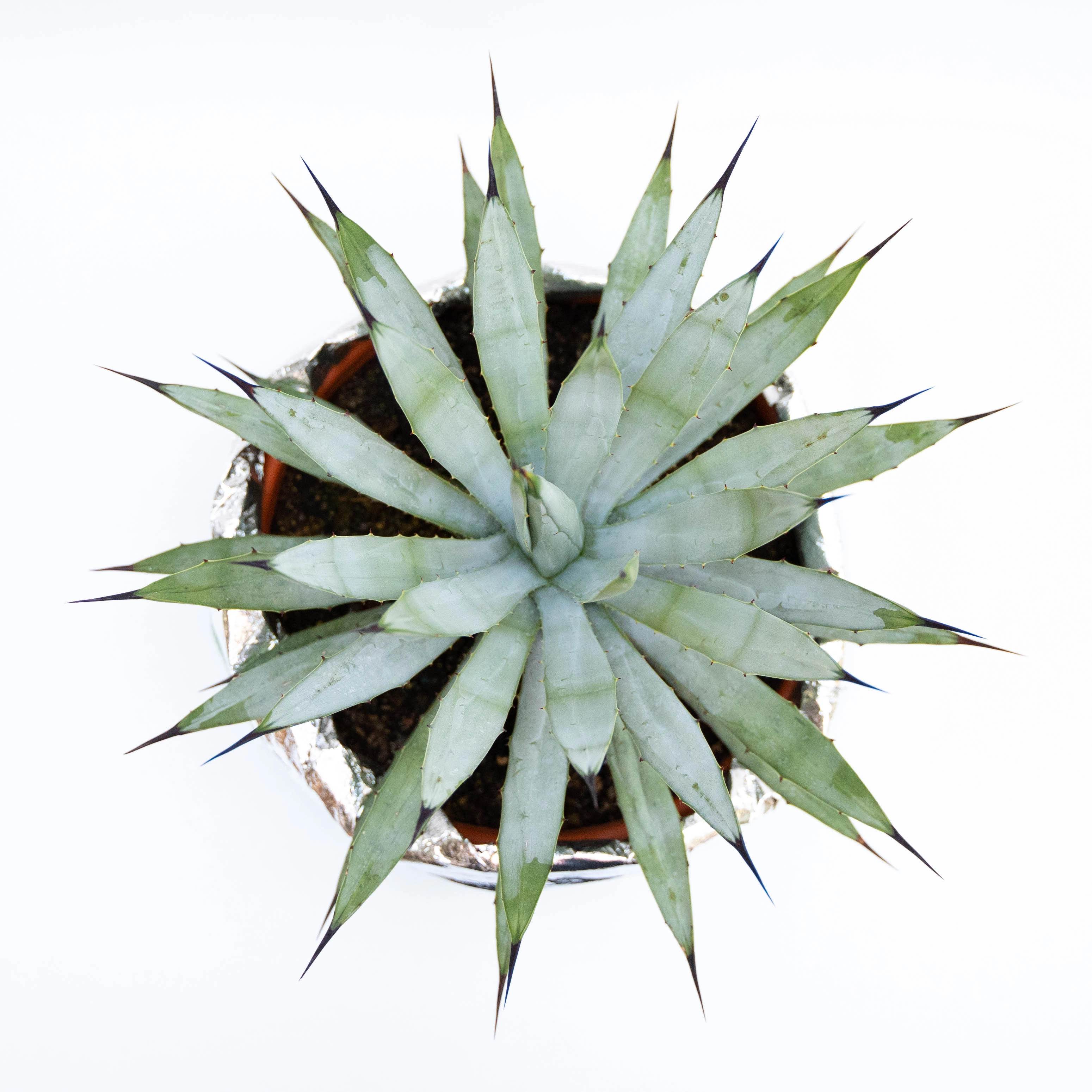 Agave grande con coprivaso in tessuto vaso Ø 25 cm OBI