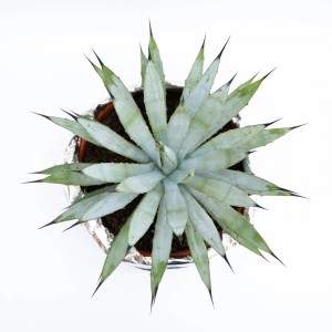 Cactus (t.b.t.) blu-verde in vaso, vista dall'alto.