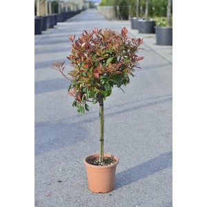 Fotinia Red Robin in vaso, altezza circa 65 cm. Arbusto sempreverde con foglie rosse.