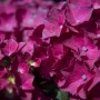 Primo piano di un'ortensia rosa. Petali con dettagli fini.