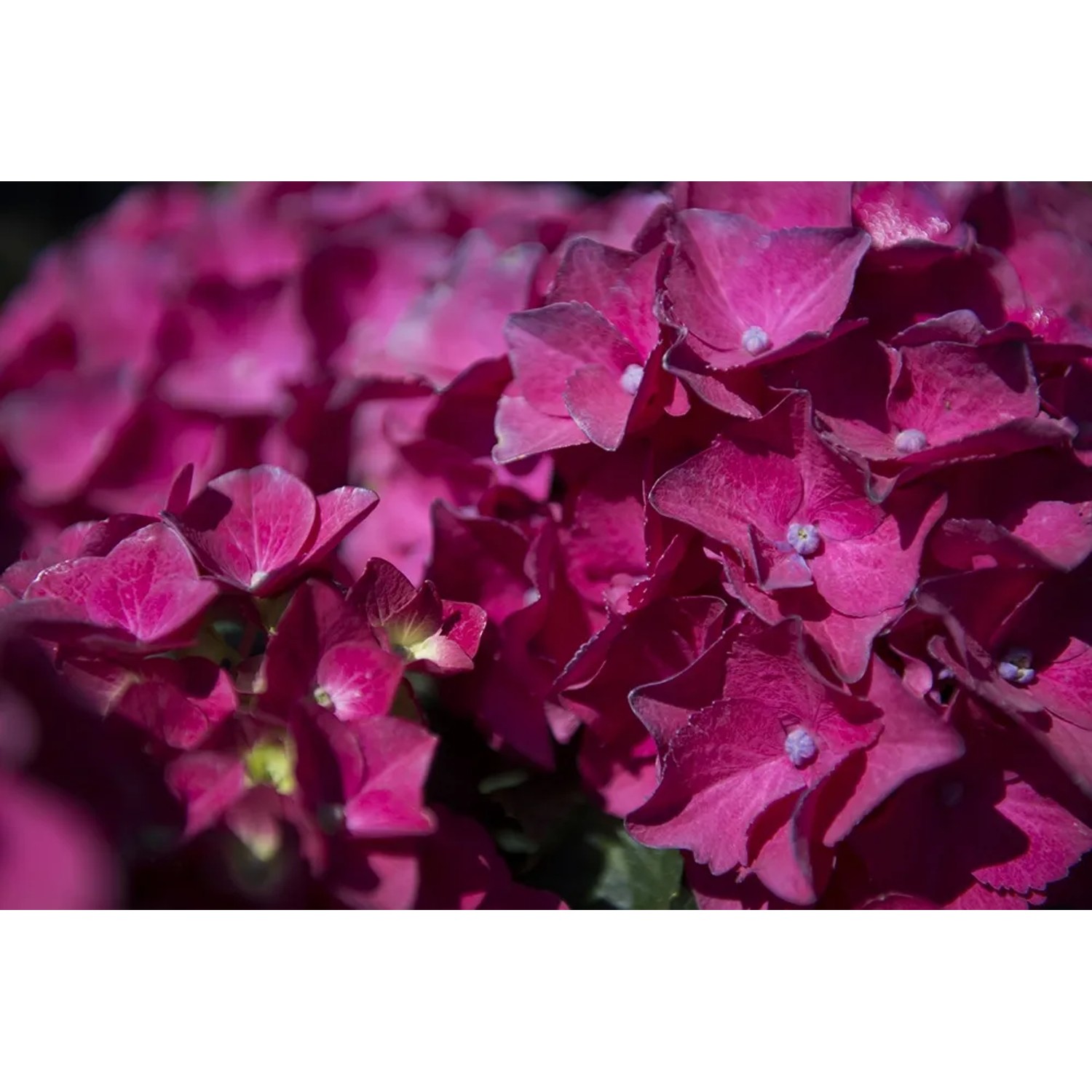 Primo piano di un'ortensia rosa. Petali con dettagli fini.