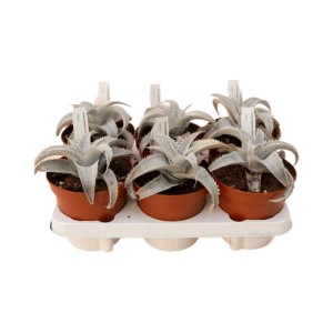 Dyckia marnierlapostollei piante grasse vaso Ø 14 cm