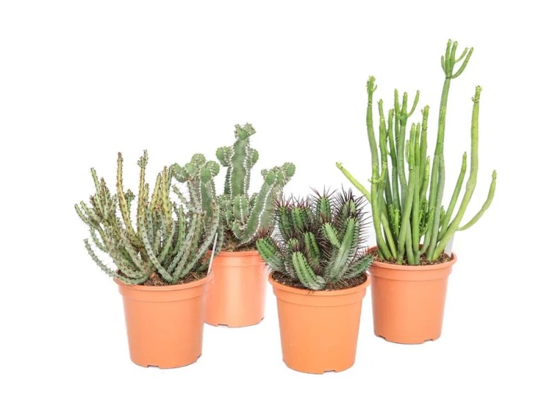 Euphorbia Piante Grasse Vaso ø 17 Cm Acquista Da Obi