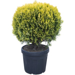 Arborvitae a globo in vaso, aghi giallo-verdi, pianta ornamentale per siepi e giardini.