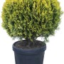 Arborvitae a globo in vaso, aghi giallo-verdi, pianta ornamentale per siepi e giardini.