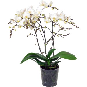 Orchidea farfalla 'Jungle Orchid' bianca con foglie verdi in vaso.