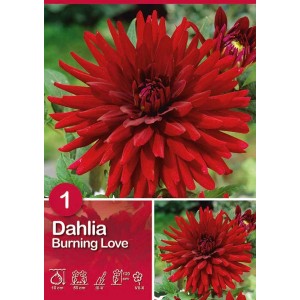Dalia 'Burning Love' in rosso intenso, fiore estivo per aiuole e vasi.
