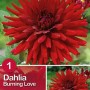 Dalia 'Burning Love' in rosso intenso, fiore estivo per aiuole e vasi.