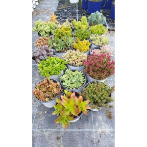 Vasta selezione di piante grasse esotiche in vaso, vari tipi e colori.