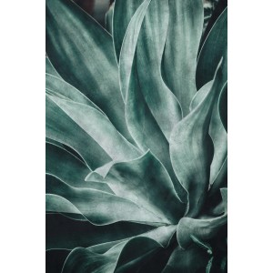 Primo piano della carta da parati decorativa t.b.t. con motivo agave verde.