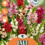 Bulbi di fiori Ixia Mix: Fiori estivi colorati in rosso, rosa e bianco.