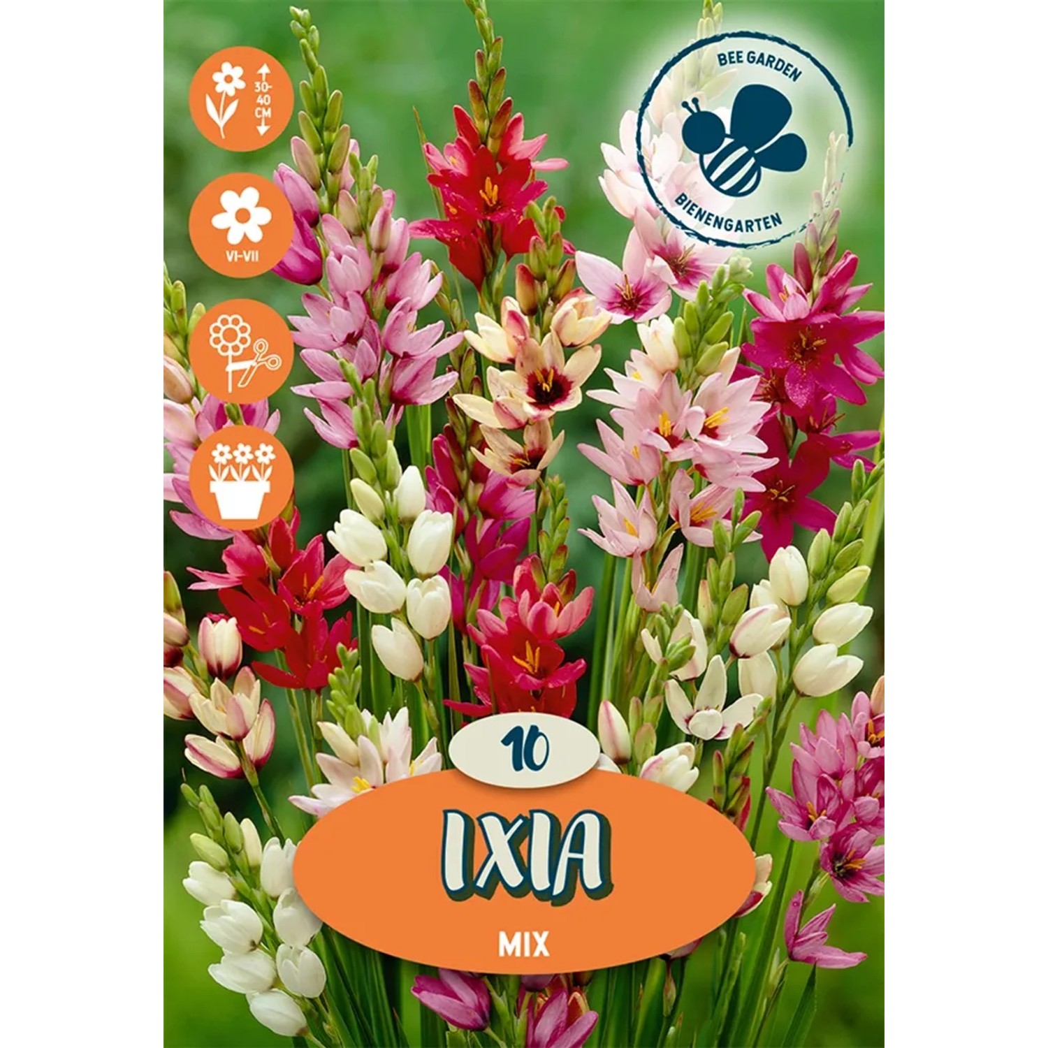 Bulbi di fiori Ixia Mix: Fiori estivi colorati in rosso, rosa e bianco.