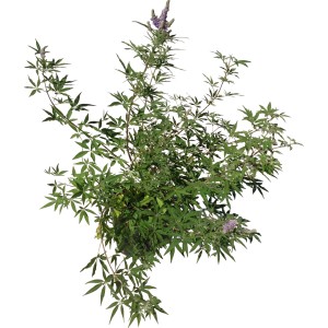 Arbusto t.b.t. con foglie verdi e fiori viola.