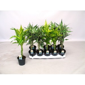 Molteplici piante verdi t.b.t. in vaso su un vassoio.