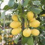 Albero di limone con limoni gialli maturi e foglie verdi.
