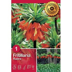 Kaiserkrone Rubra: Bulbo da fiore arancione resistente al freddo per aiuole e bordure.