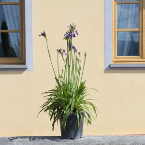 Agapanthus fiorito in vaso, fiori viola, foglie verdi.