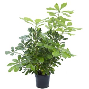 Arbusto verde in vaso, categoria: Ulteriori arbusti