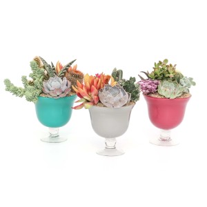Tre composizioni di piante grasse in calici colorati, vari tipi e colori.