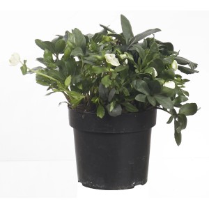 Helleborus Niger in vaso, una pianta fiorita con fiori bianchi e foglie verdi.