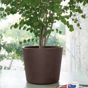 Vaso per piante marrone Deroma Millennium (Ø 59 cm) con ruote, piantato con un piccolo albero.