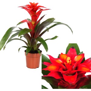 GROW by OBI Guzmania Optima con brattee rosse in vaso.