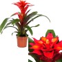 GROW by OBI Guzmania Optima con brattee rosse in vaso.