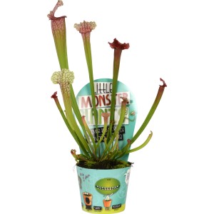 Pianta carnivora Little Monster Mix in vaso, varie forme di ascidio.